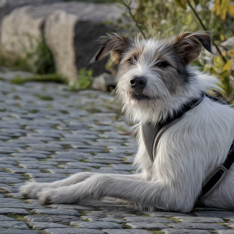 001 Felix Mecklenburgische Seenplatte SAM_4288 Kopie.jpg